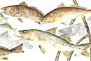 snook, redfish art
