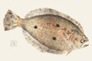 flounder print