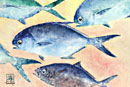 pompano