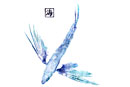 flying fish