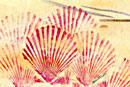scallop shells