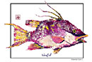 hogfish art