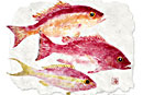 snapper fish art