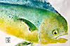 dolphin print, mahi mahi